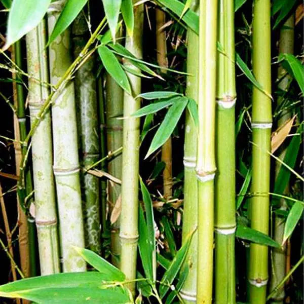 Bamboo Leaf Extract - Bambusa Arundinacea Product vendor