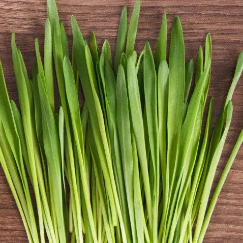 Barley Grass Liquid Extract - Hordeum vulgare Product vendor