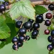Black Currant Liquid Extract - Ribes nigrum Product vendor