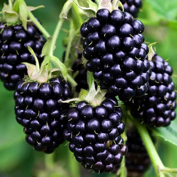 Blackberry Fruit Liquid Extract - Rubus fruticosus Product vendor