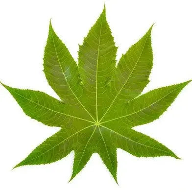 Castor Leaf Liquid Extract - Ricinus Communis Linn Product vendor