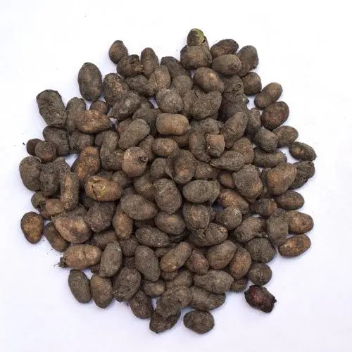 Jamun Seed Liquid Extract - Syzygium Cumini Product vendor