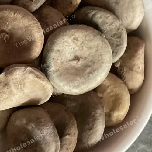 Kuchla Beej - Nux Mica - Strychnos nux-vomica Bulk Supplier@TheWholesaleCo Prices