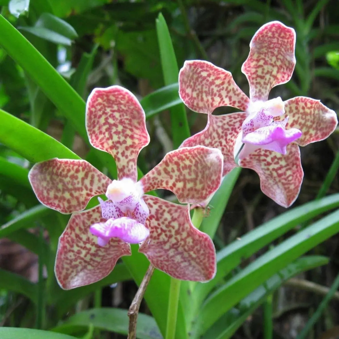 Rasna leaf Extract - Vanda roxburghii Product vendor