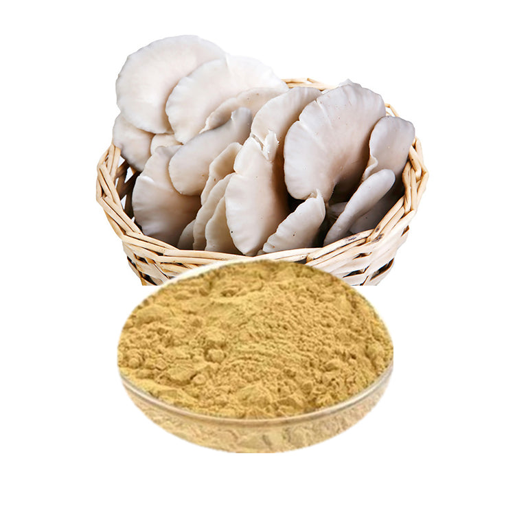 thewholesalerco-Pleurotus ostreatus-mushroom