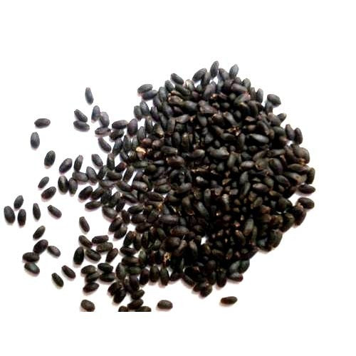 Ocimum Basilicum - Tukh Malanga Balanga, Indias Basil-TheWholesalerCo-exports-bulk-Indian-pure-original-jadi-booti-whole-herbs-spices-herbal-powder