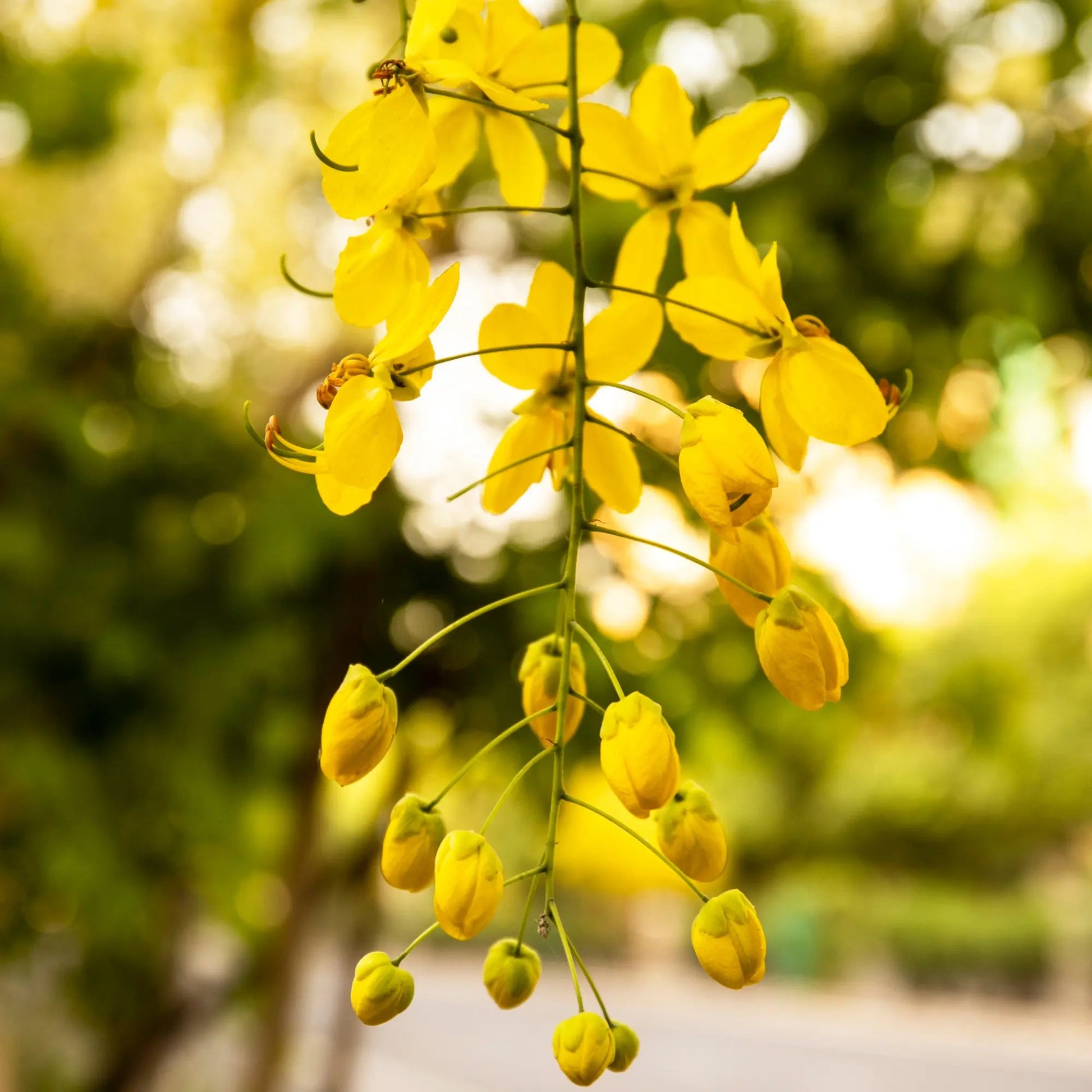 Amaltas Flower Extract - Cassia Fistula Product vendor