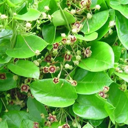 Antamul Leaf Extract - Tylophora Indica