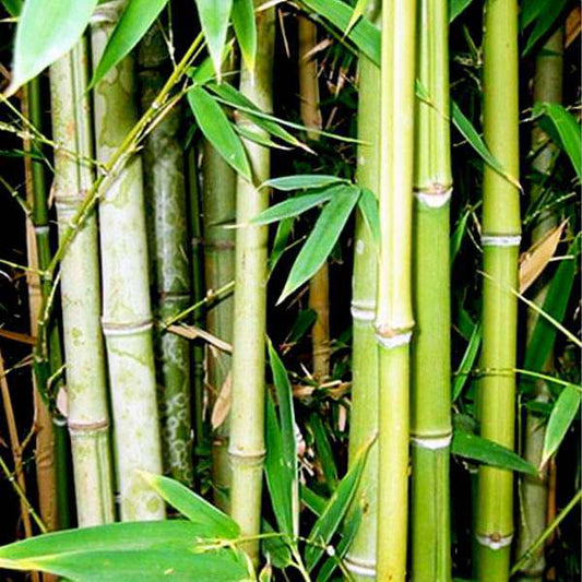 Bamboo Liquid Extract - Bambusa Arundinacea