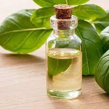 Basil Oil - Ocimum bassillicum - Essential Oil@WholesalerCo