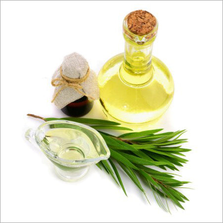 Cajuput Oil - Melaleuca leucadendra - Essential oil@WholesalerCo