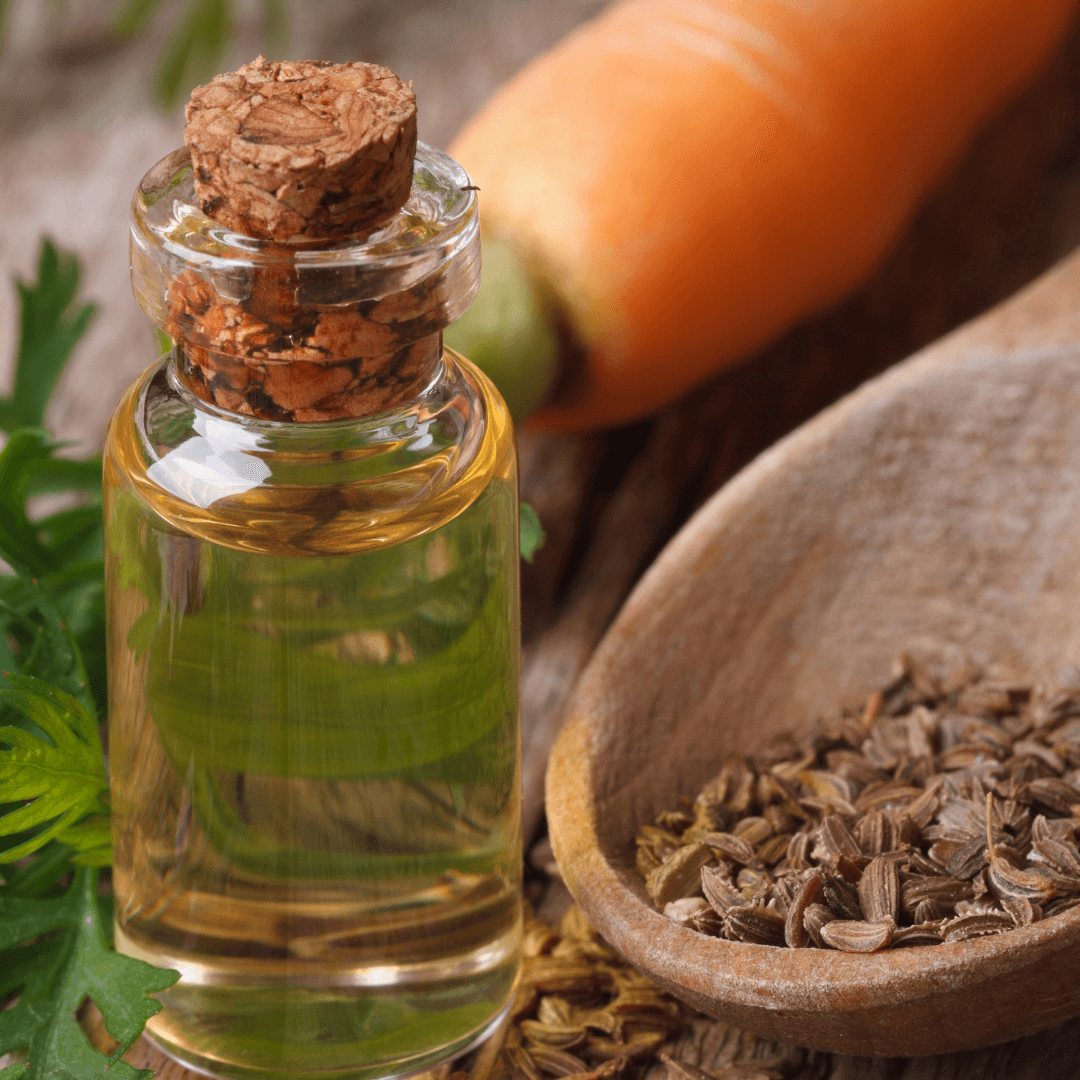 Carrot Seed Oil - Daucus carota - Essential Oil@WholesalerCo