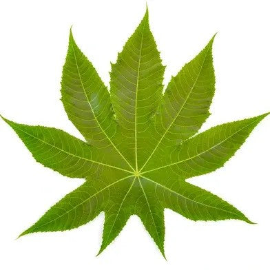 Castor Leaf Extract - Ricinus Communis Linn-WholesalerCo