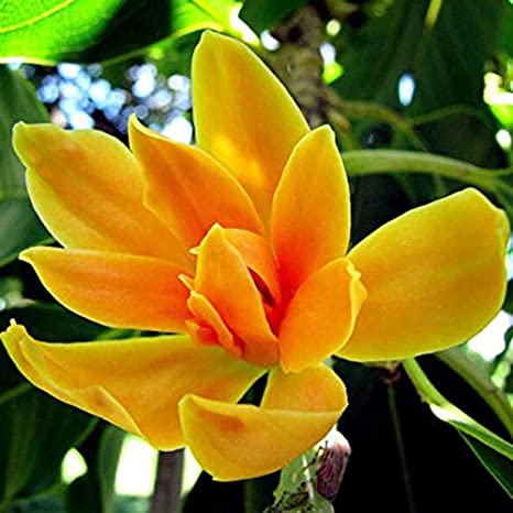 Champaca Flower Extracts - Magnolia champaca