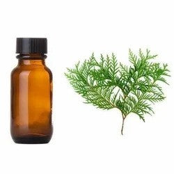 Cypress Oil - Cupressus sempervirens