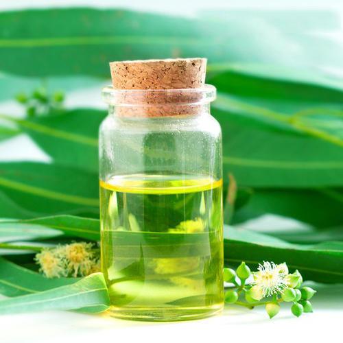 Eucalyptus Oil - Eucalyptus globulus - Essential oil@WholesalerCo