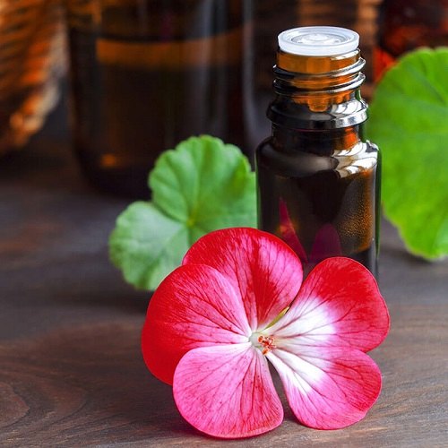 Geranium Oil - Pelargonium graveolens - Essential oil@WholesalerCo