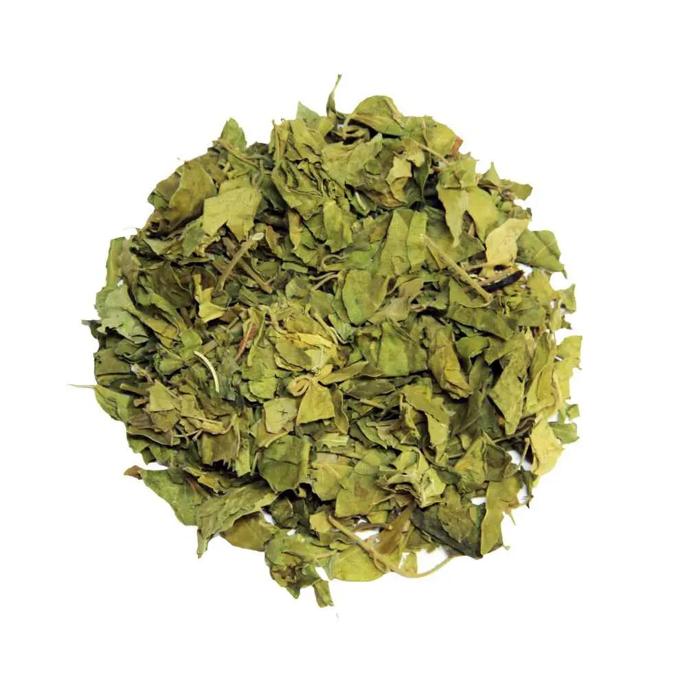 Gurmar Leaf Extract - Gymnema Sylvestre Product vendor