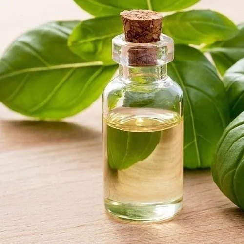 Holy Basil Oil - Ocimum Sanctum - Essential oil@WholesalerCo