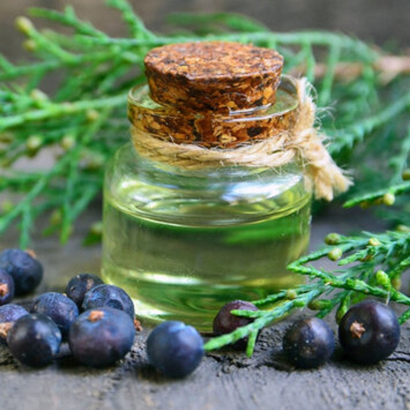 Juniper Leaf Oil - Juniperus Communis