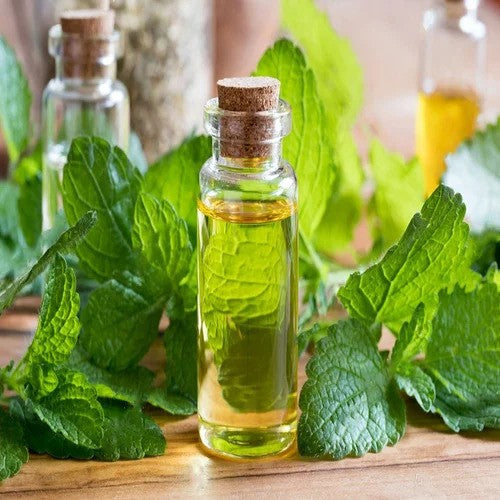 Lemon Balm Oil - Melissa officinalis- Essential oil@WholesalerCo