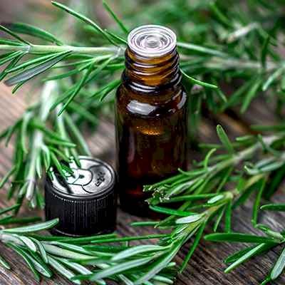 Rosemary Oil - Salvia rosmarinus - Essential oil@WholesalerCo