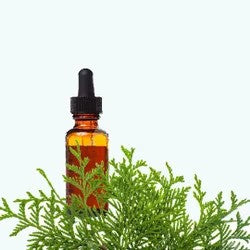 Thuja Oil - Thuja occidentalis  - Essential oil@WholesalerCo