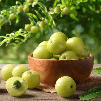 Amla Fruit Extract - Phyllanthus emblica