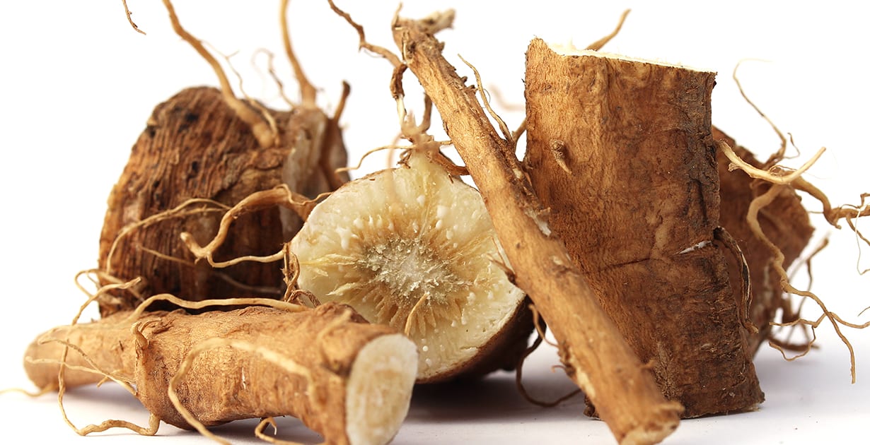 Chicory Root Extract - Cichorium intybus