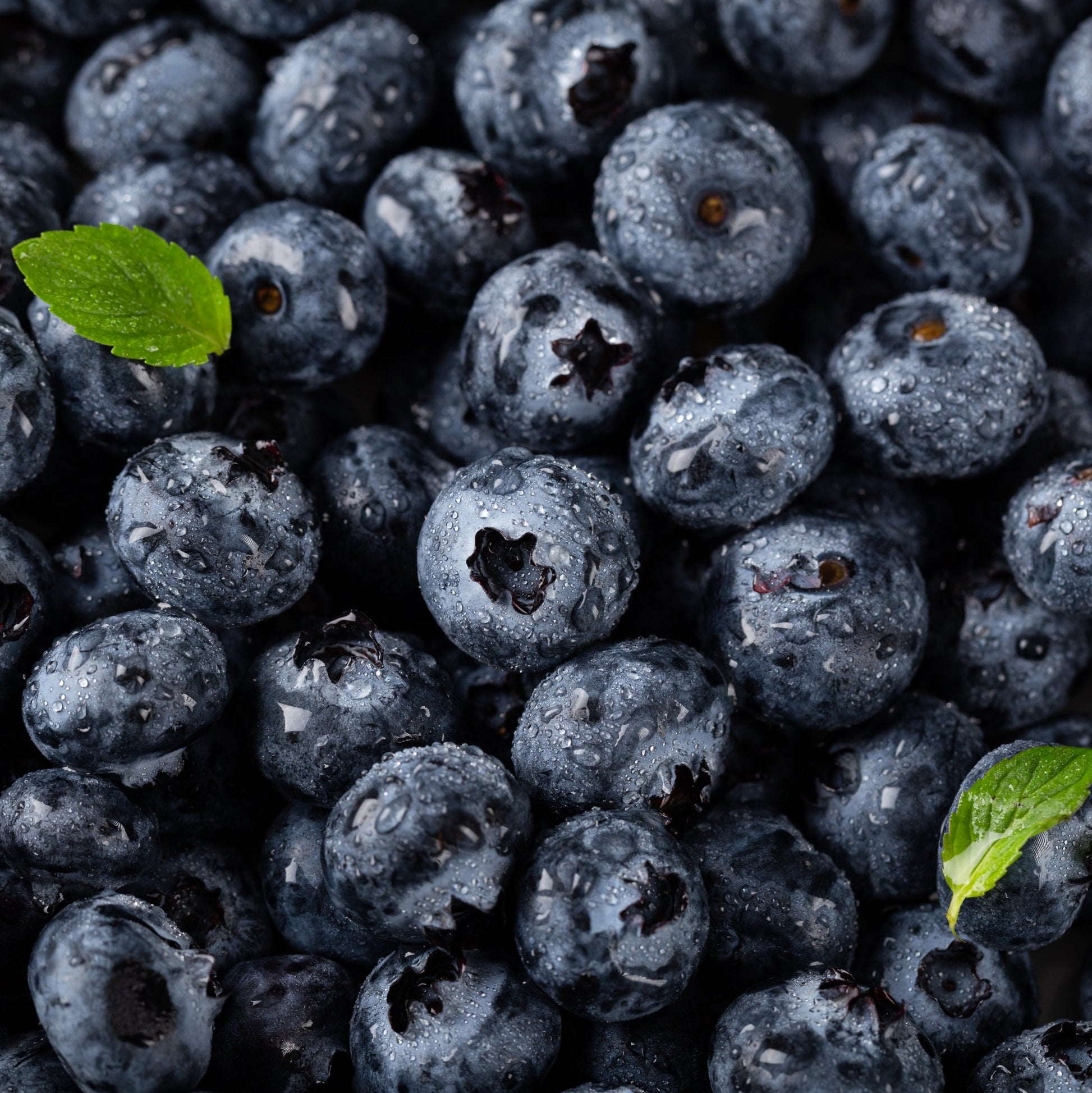 Blueberry Fruit Extract - Vaccinium corymbosum