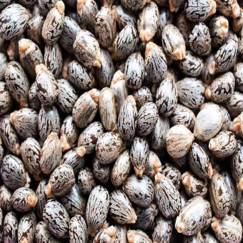 thewholesalerco-Beej Arandi - Ricinus Communis Linn - Castor Seeds