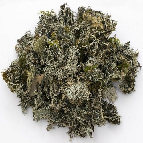 Charila Flower (Dried) - Chadila - Chareela - Stone Flower - Patthar Phool - Dagad Phool - Parmelia perlata | 1Kg, 5Kg Wholesale price |