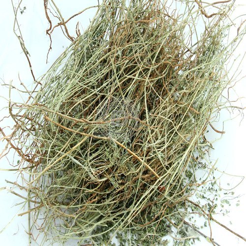 Bhumi Amla- Bhumi Aamla - Bhoomi Awla - Phyllanthus Niruri | TheWholesalerCo
