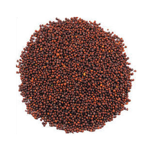 Red Mustard Seeds - Rai Seeds - Brassica juncea