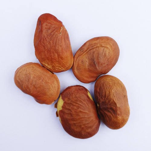 Karanj Seeds - Pongamia Pinnata