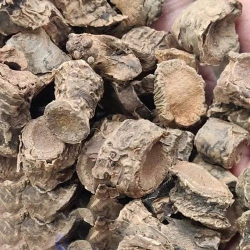 Pakhanved Jadd - Pashan bhed Root - Aquatic Rotula - Bergenia ligulata | TheWholesalerCo