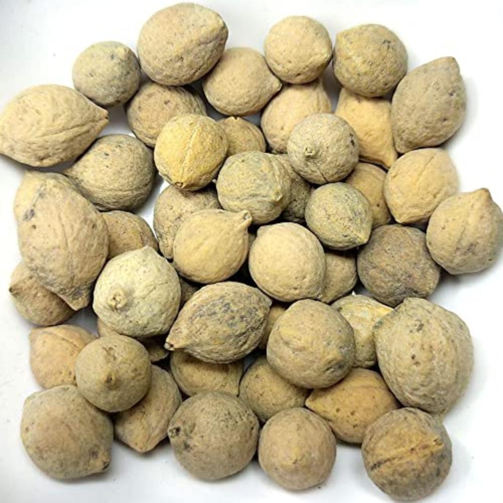 Putrajeevak Beej - Jiya Pota Seeds - Putra Jivak Beej - Putranjiva roxburghii | TheWholesalerCo